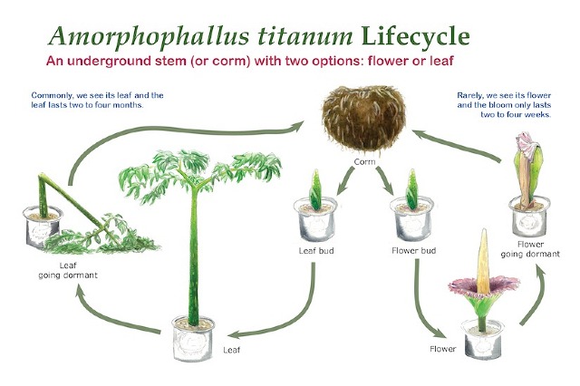 Amorphophallus titanum Life Cycle