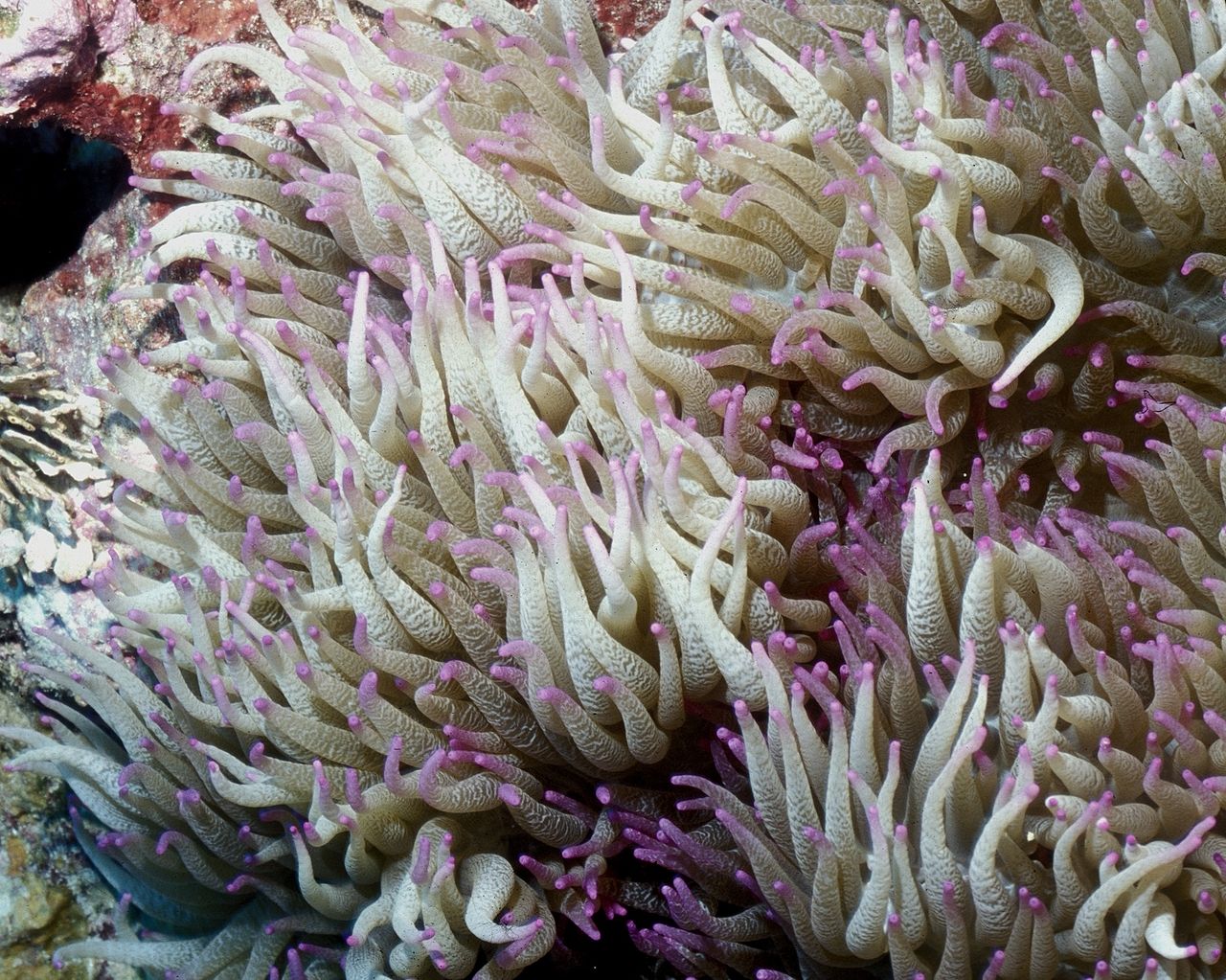 Heteractis Malu waves its long purple-tipped tentacles