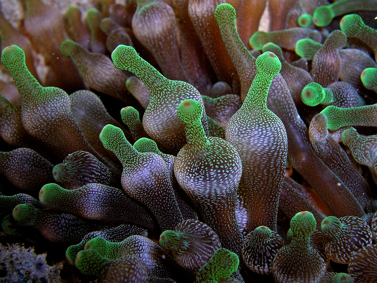 Entacmaea quadricolor (Bulb Tentacle Sea Anemone)