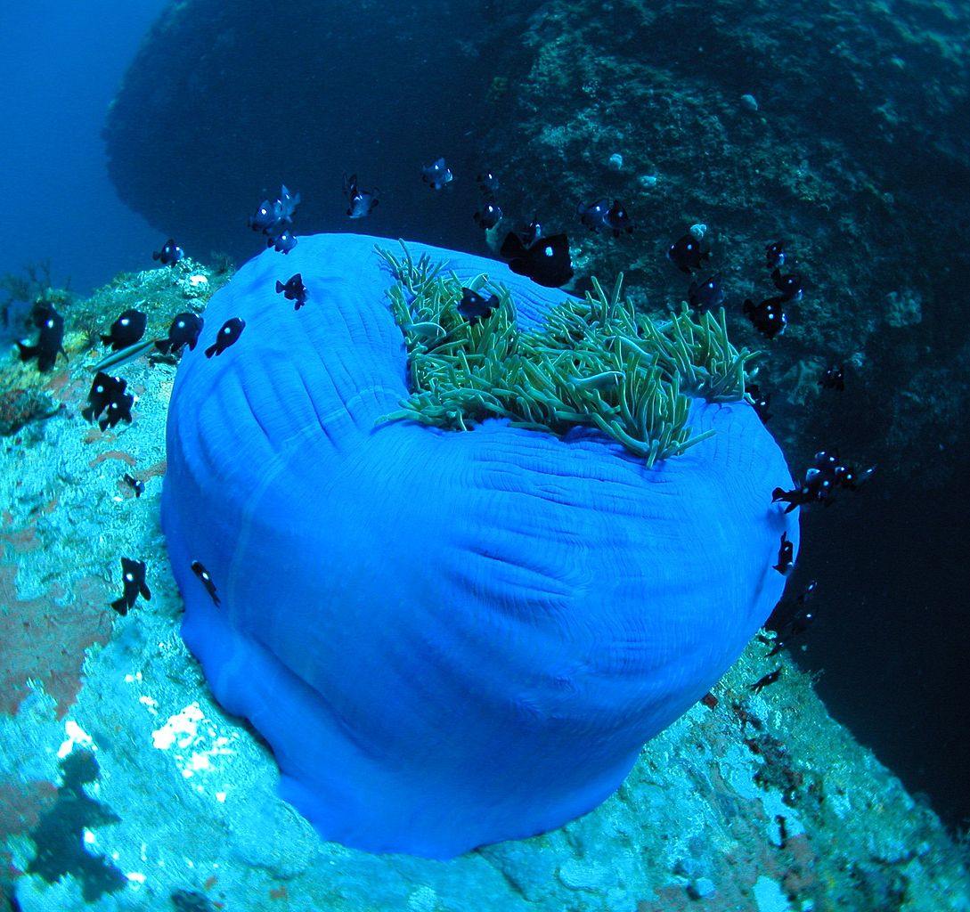 Heteractis magnifica (Magnificent sea anemone)
