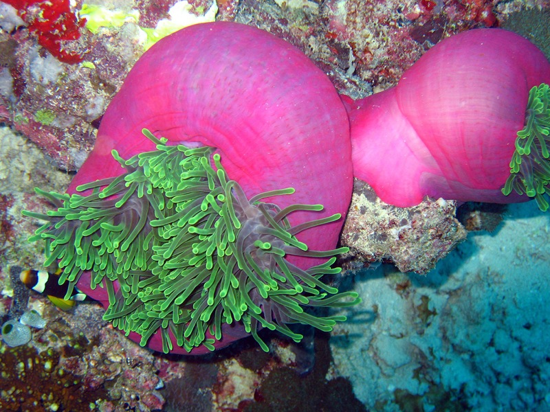 Heteractis magnifica (Magnificent sea anemone)