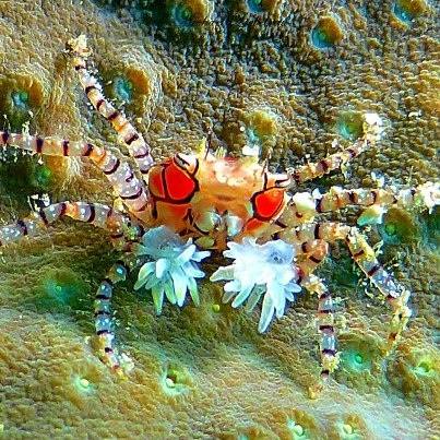 Pom pom crab (Lybia tesselatta)