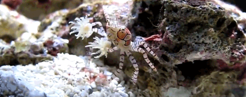 Lybia tesselatta (Boxer Crabs, Pom pom crab) animation