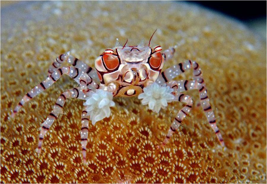 Genus Lybia (Boxer Crabs)