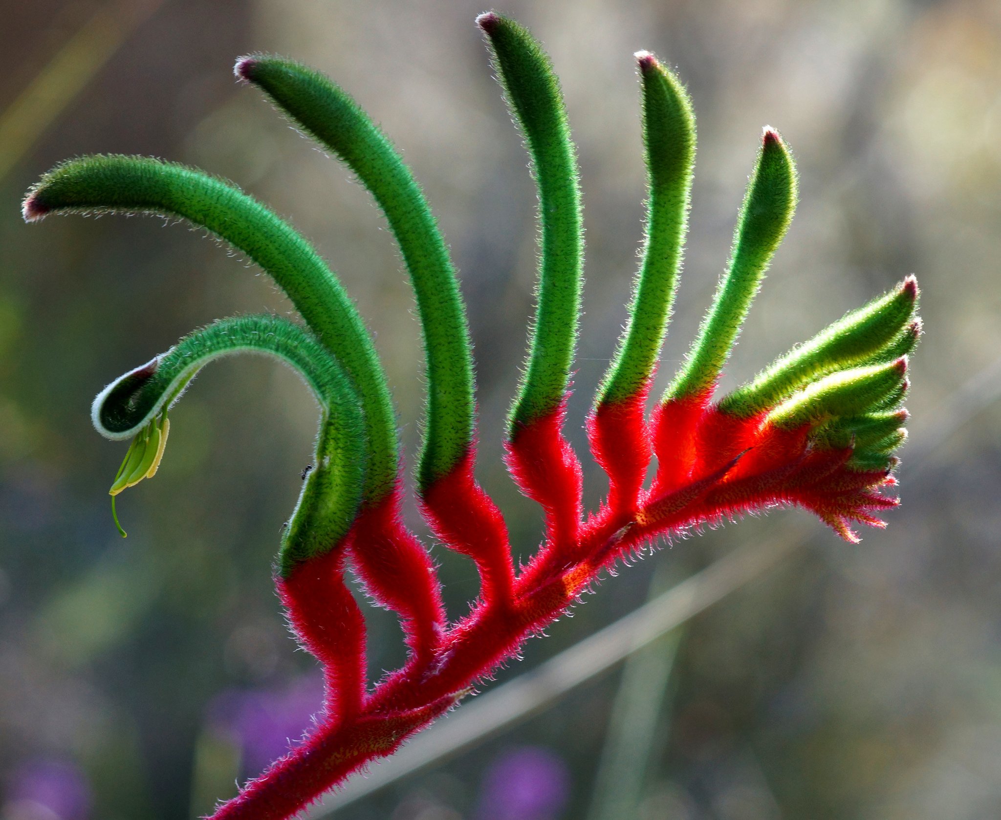 Kangaroo Paw (Anigozanthos manglesii) in flower