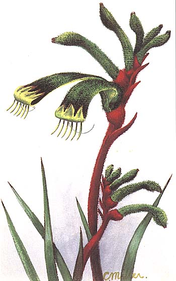 Macropidia fulginosa (Black Kangaroo Paw)