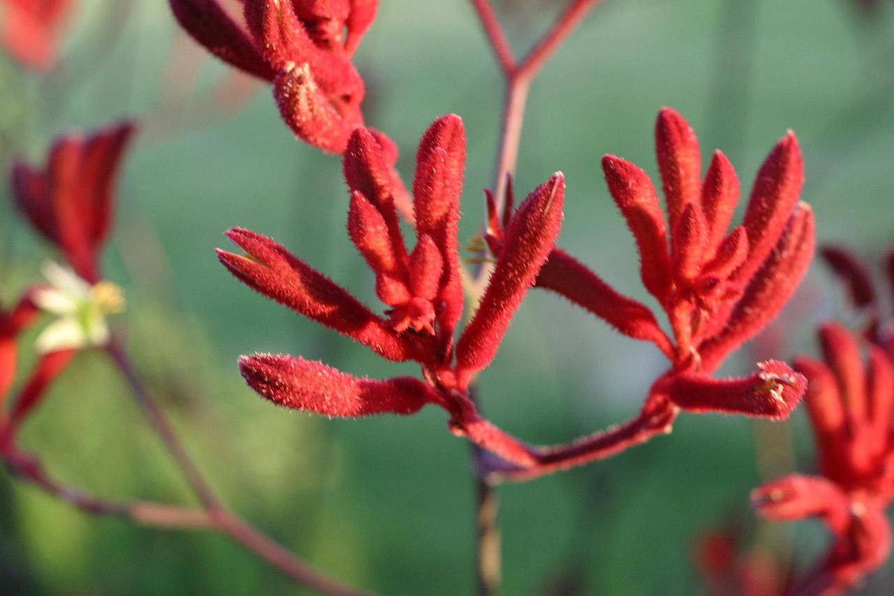 Red Kangaroo Paw plant
