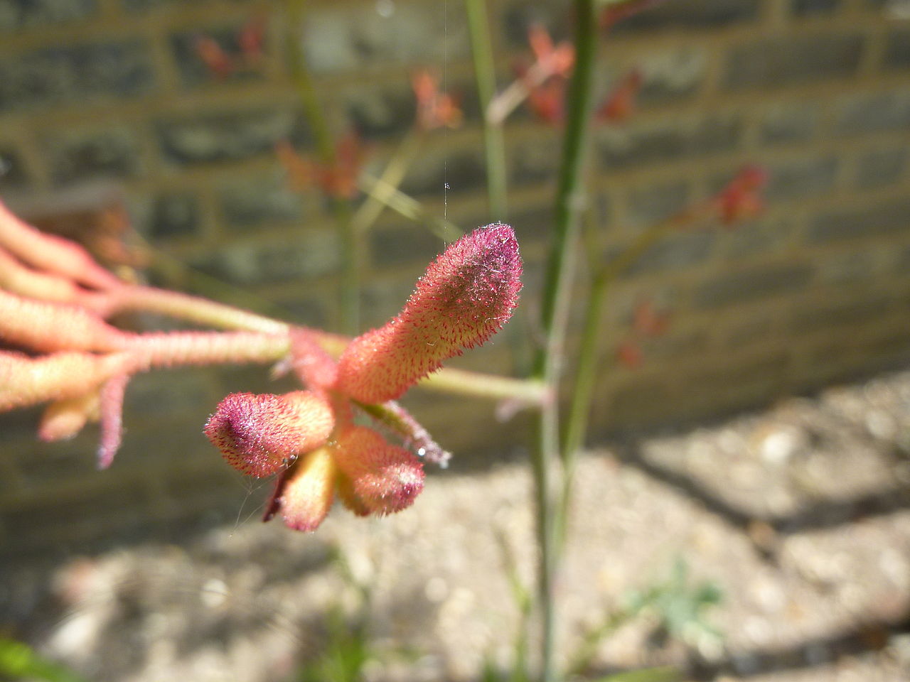 Anigozanthos rufus 'Red Kangaroo Paw' flower