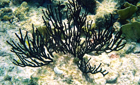 Black Coral: Hawaii State Gem