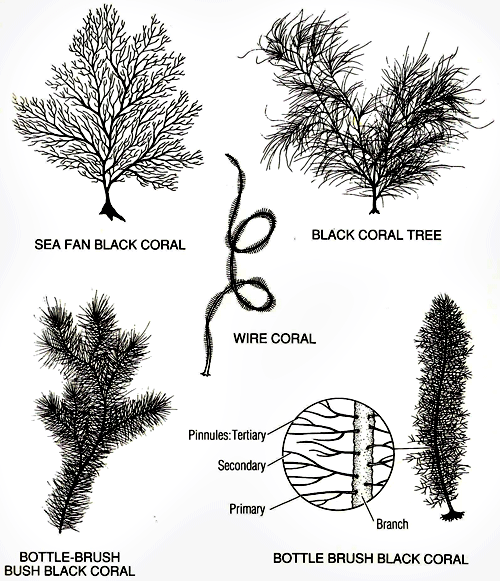 Illustrations of the various branching patterns of black corals