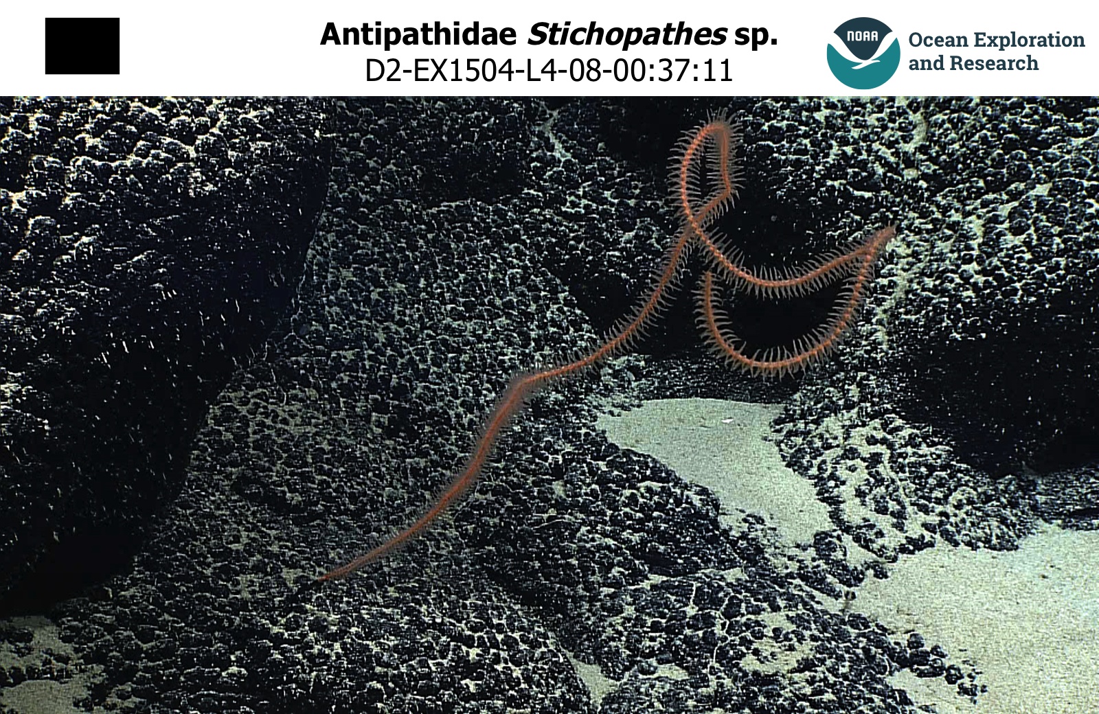 Antipathidae Stichopathes sp.