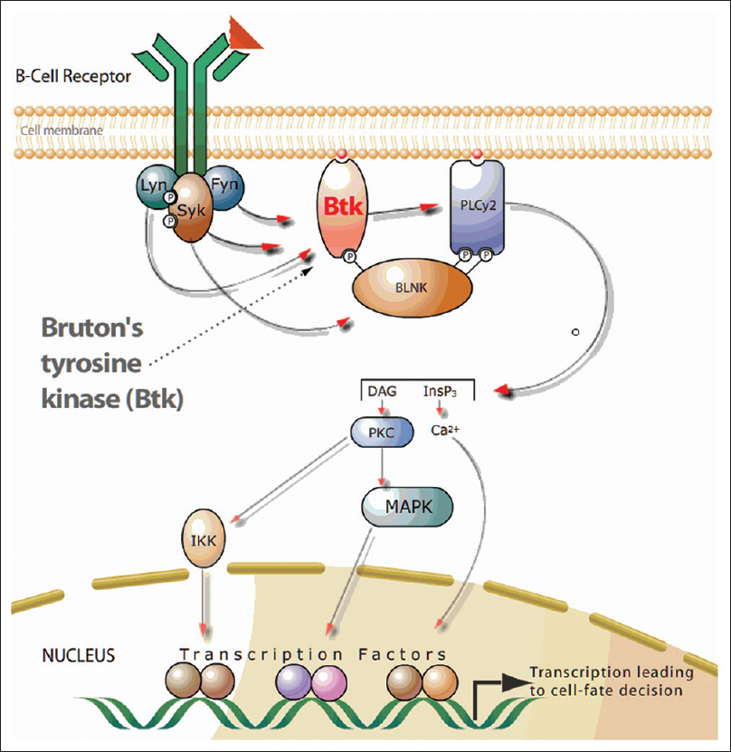 Bruton tyrosine kinase in the B-cell receptor-signaling cascade