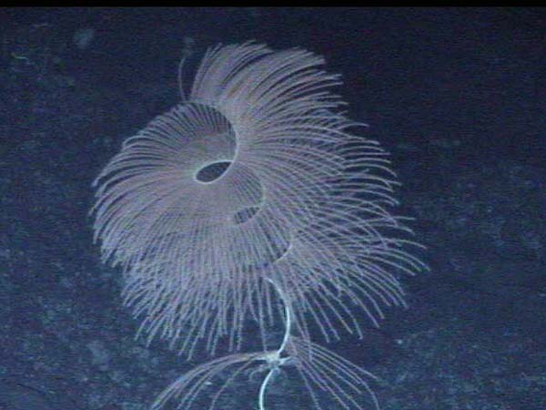 Iridogorgia, a spiral shaped coral