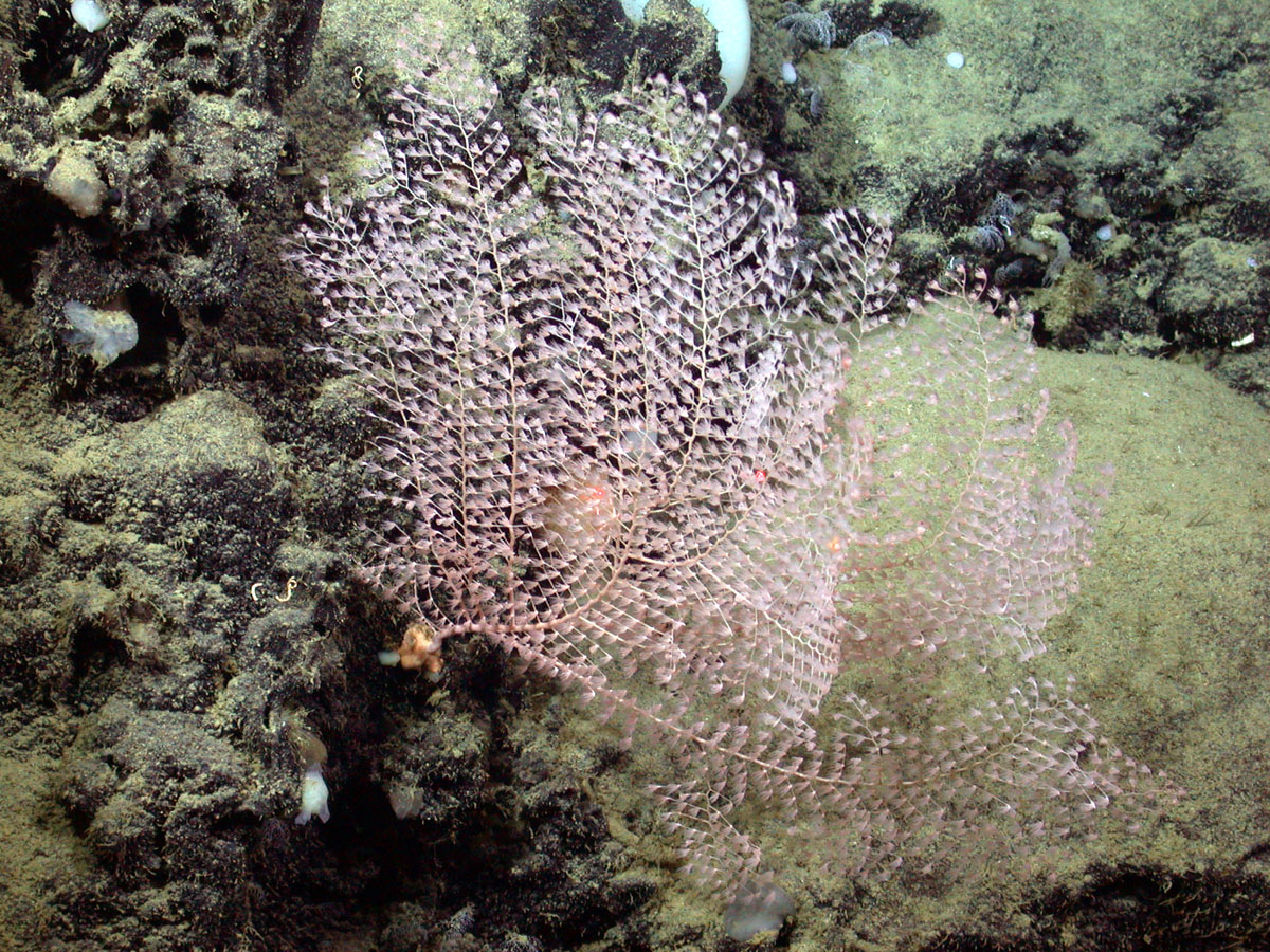 Chrysogorgia pinnata (Golden coral)