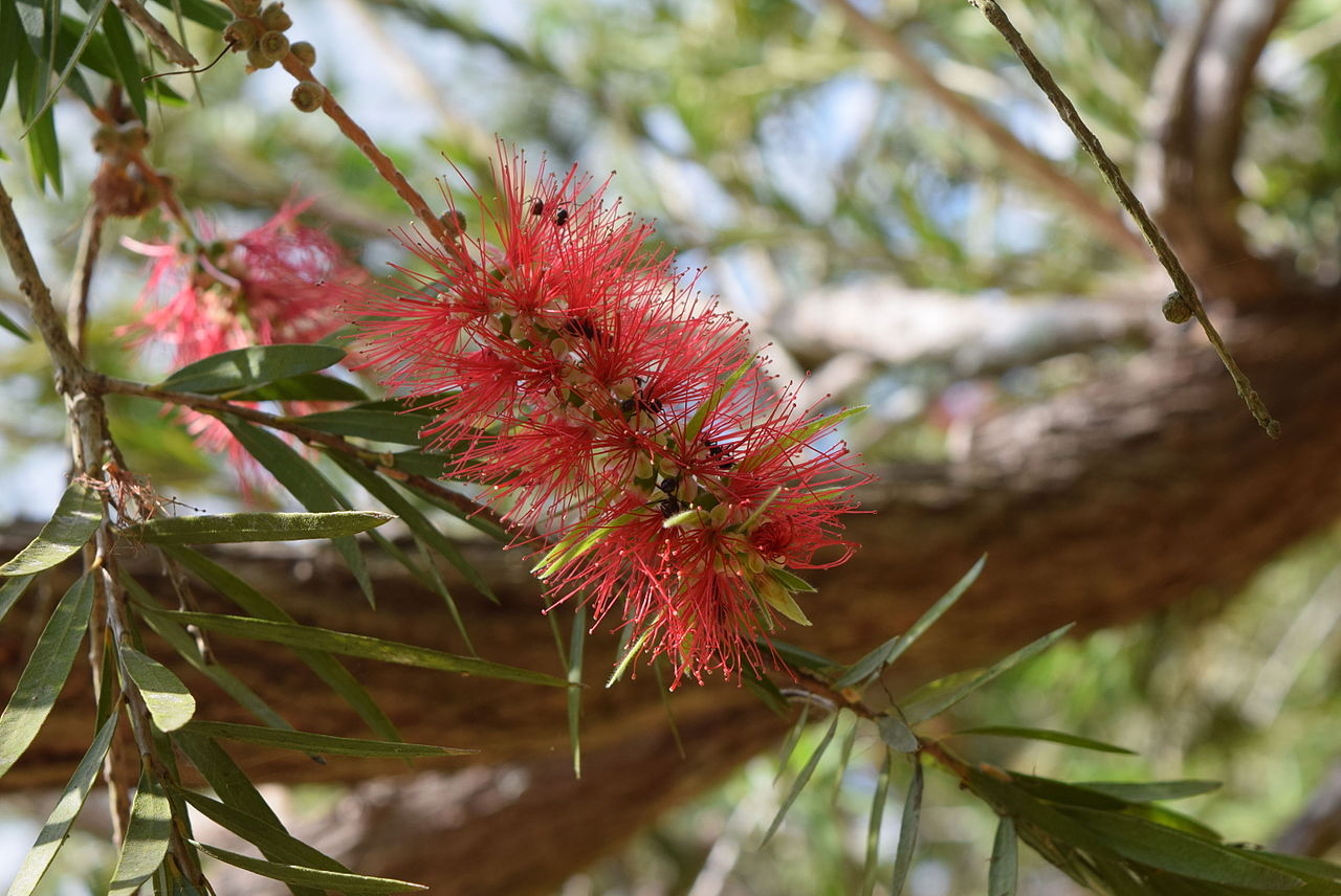 Red bottle brush flowers and tree