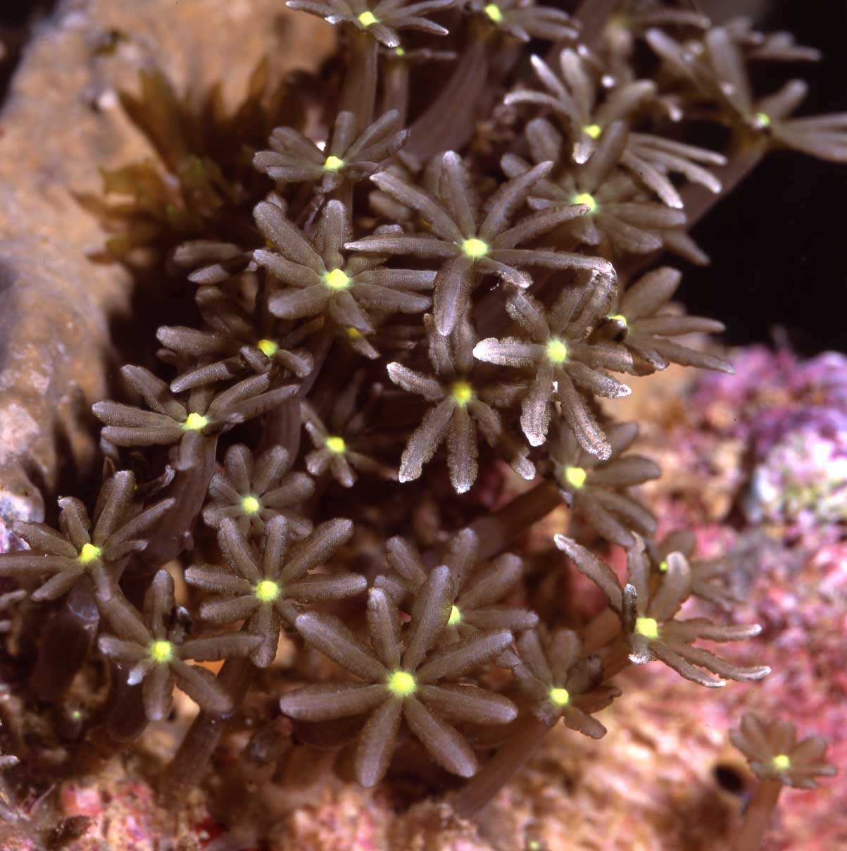 Knopia octocontacanalis