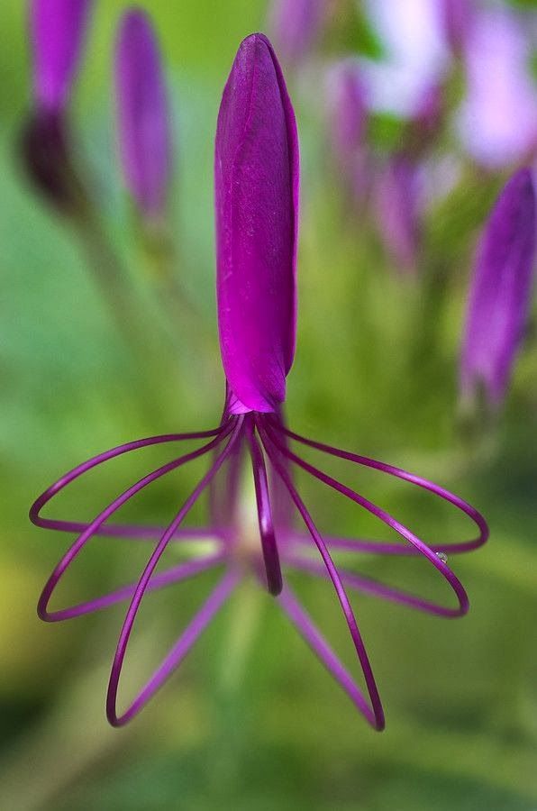 Detail of a purple spider flower