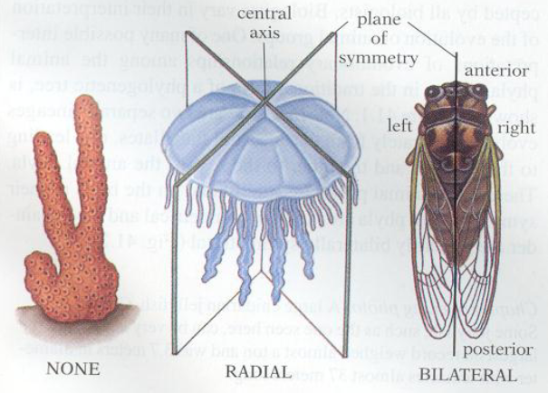 Radial symmetry in cnidarian