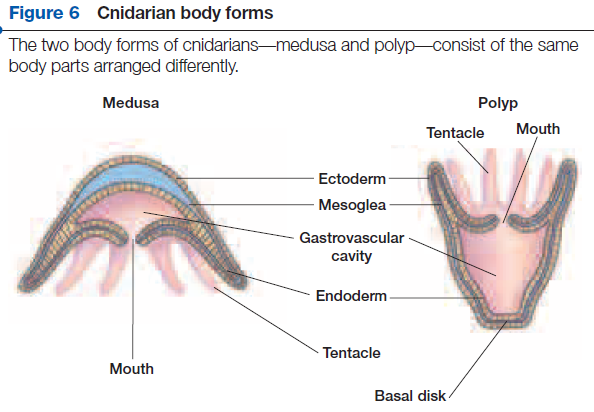Cnidarian Body Form