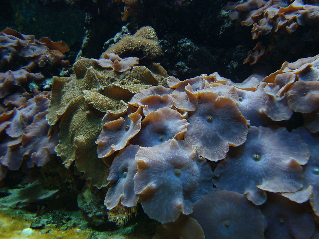 Mushroom corals - Discosoma (synonym Actinodiscus)