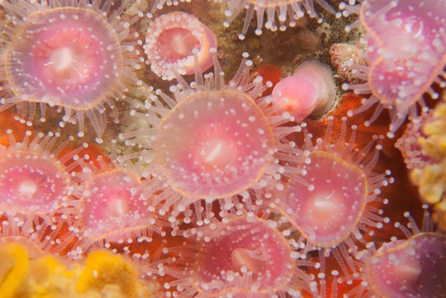 Strawberry anemones (Corynactis annulata) in a cluster