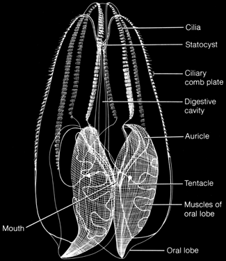 Phylum Ctenophora Diagram