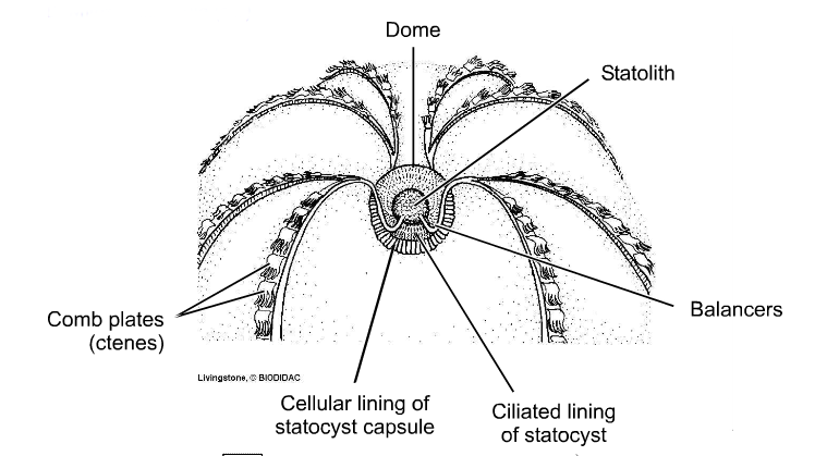 Detail of the apical sense (balance) organ in a Ctenophoran