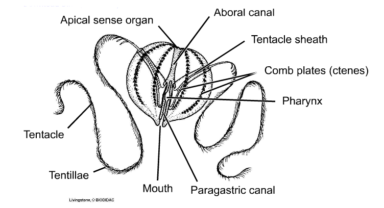Phylum Ctenophora Diagram: External features