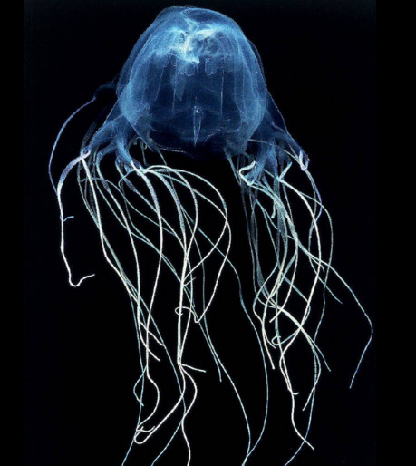 Sea wasp jellyfish (Chironex fleckeri)