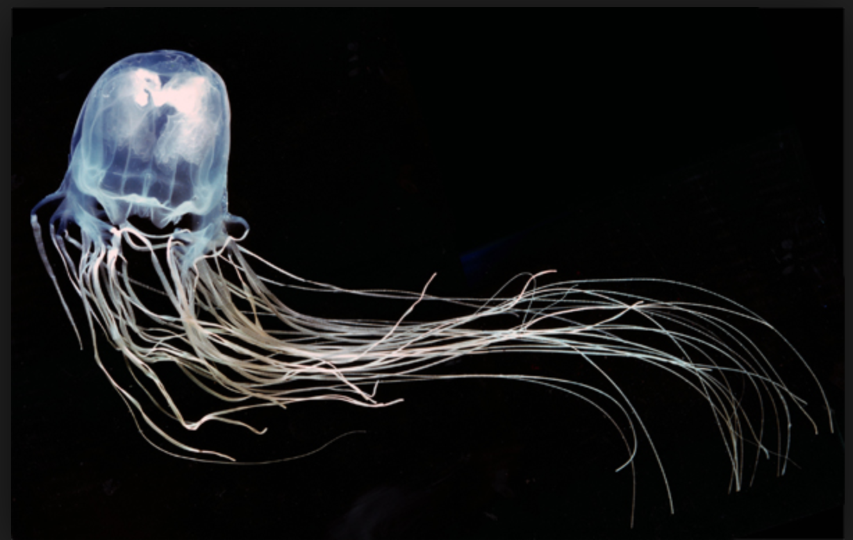 Box Jellyfishy