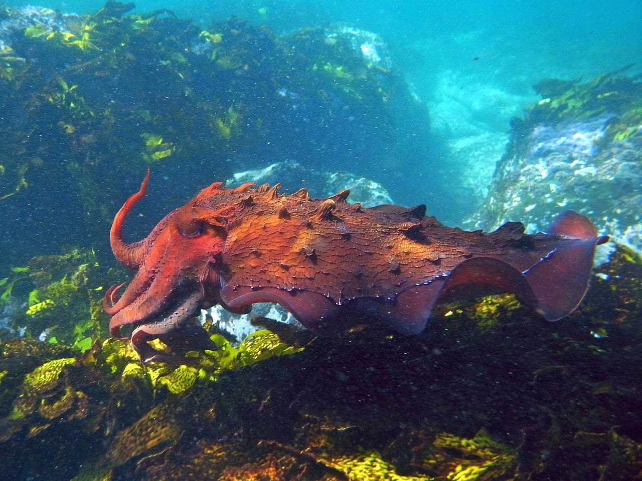 Giant Cuttlefish-Sepia apama