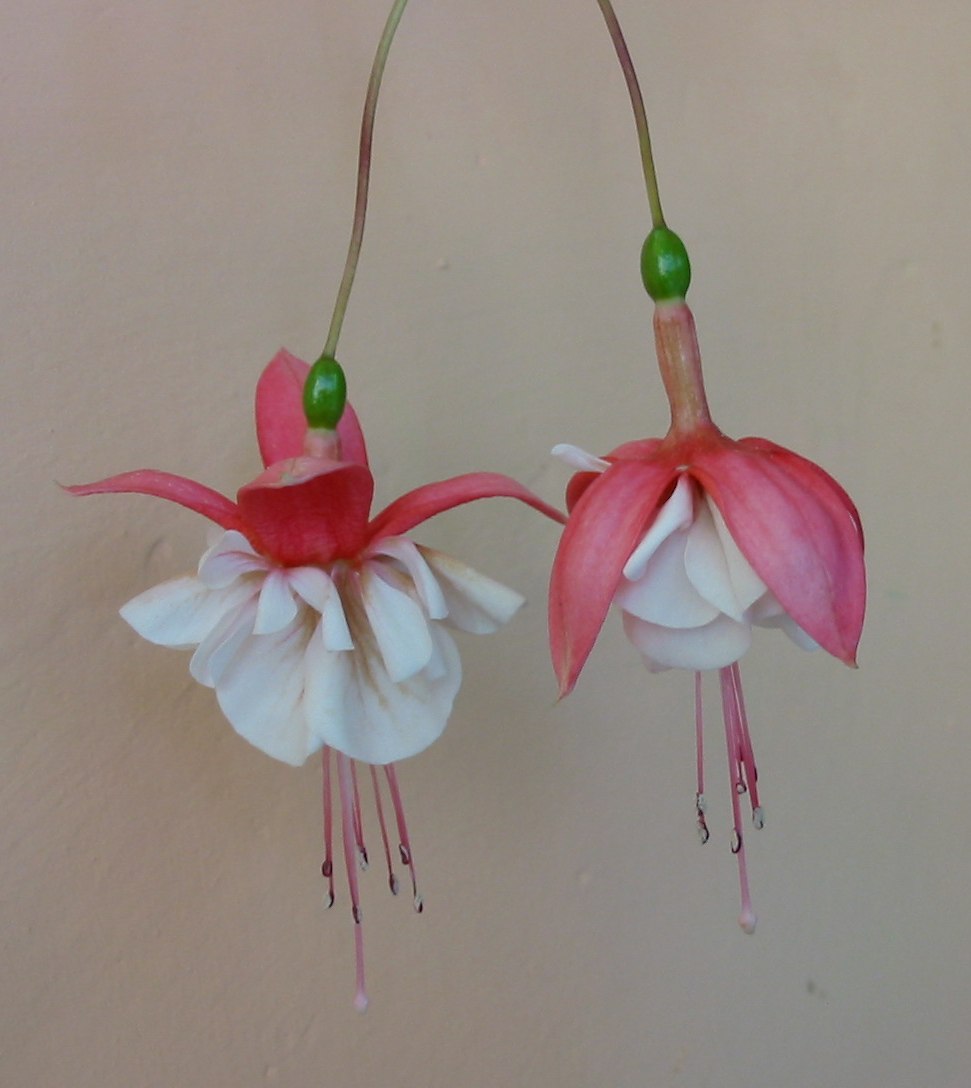 Fuchsia Flower of an unknown species