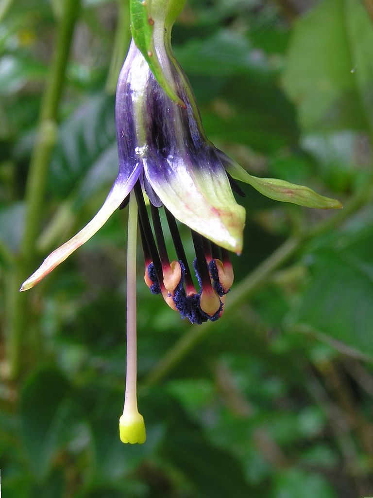 Newly opened flower of New Zealand Tree Fuchsia (Fuchsia excorticata)