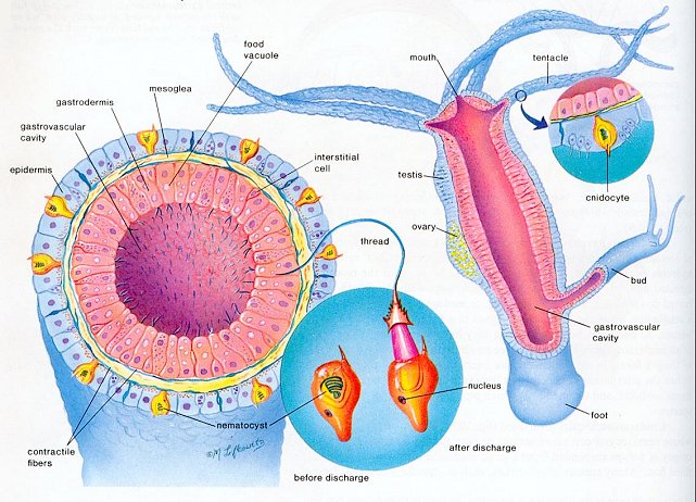 Hydra Anatomy