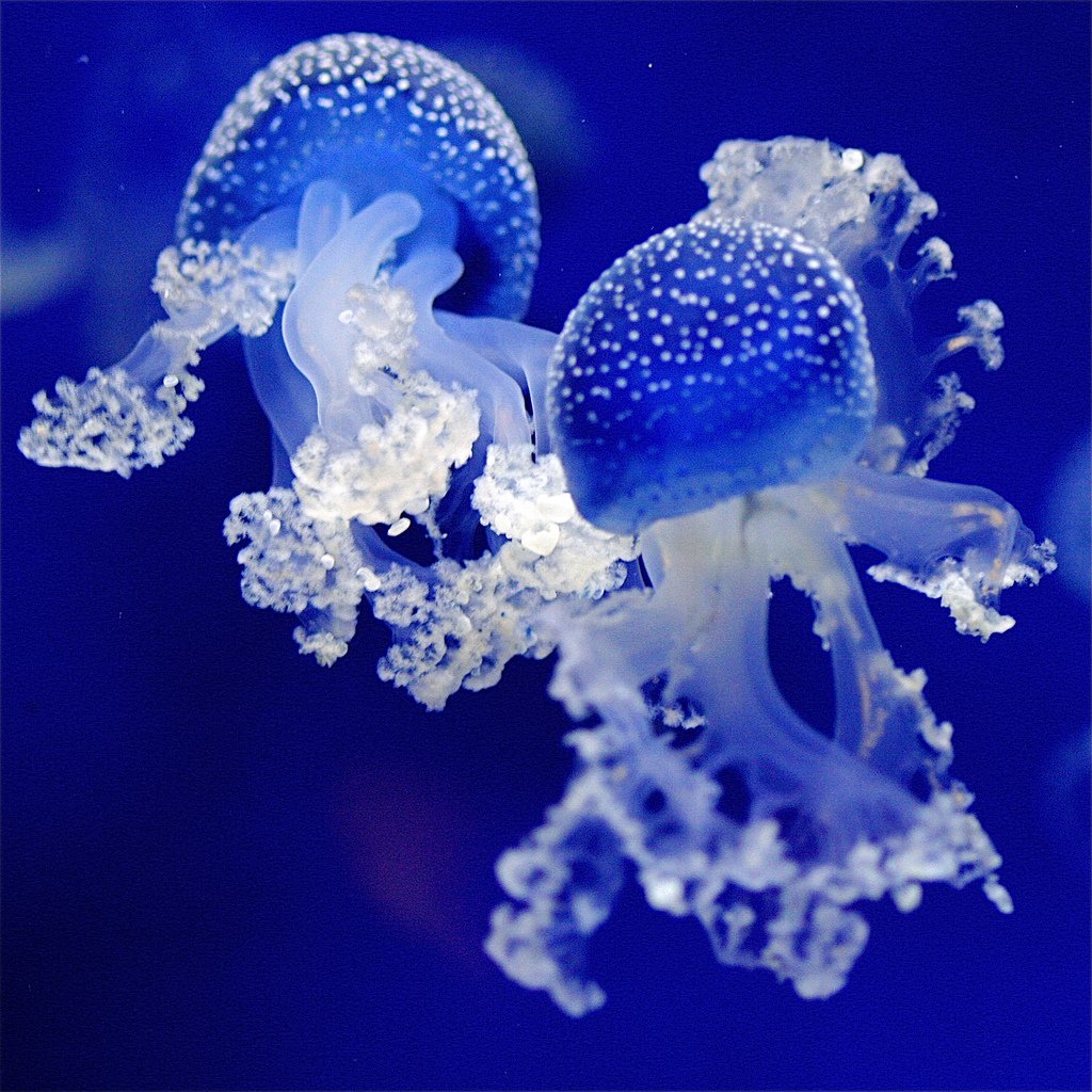 Fluorescent Jellyfishes