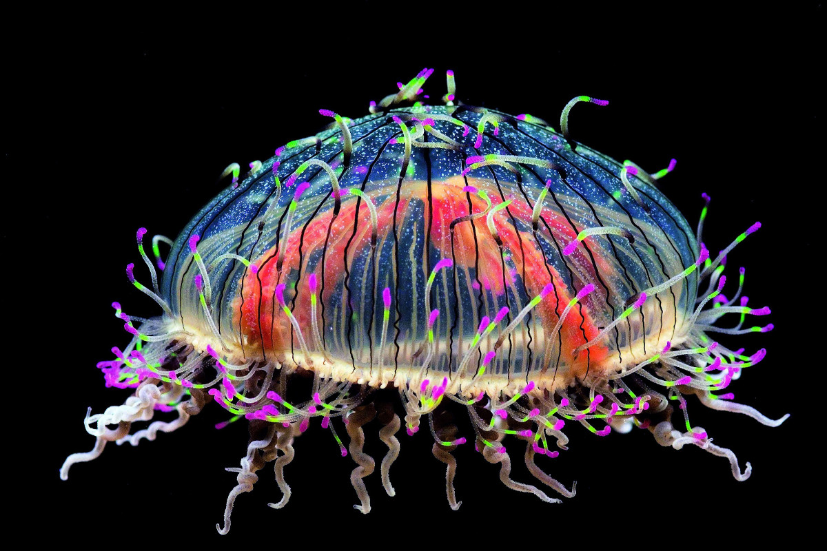 Flower hat jelly: Frans Lanting's 'Life' Nature Photography Collection From Taschen Books (PHOTOS)