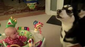 Stop crying dog