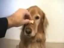 How to trick a dog?