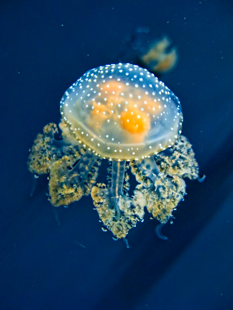 Phyllorhiza punctata (White-spotted Jellyfish)