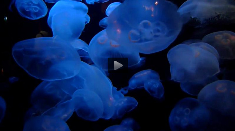 Moon Jellies Swimming (Video)