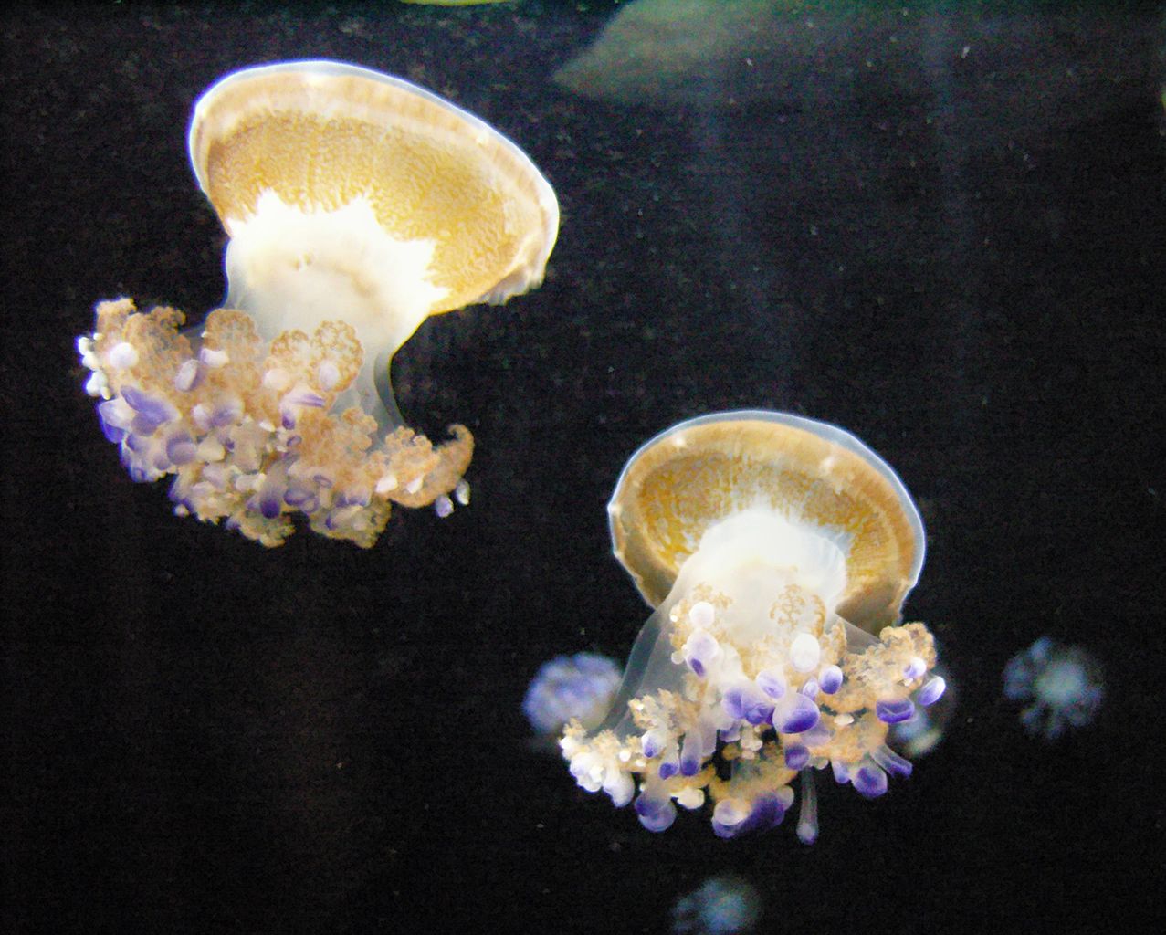 Cotylorhiza tuberculata (Mediterranean Jellyfish)