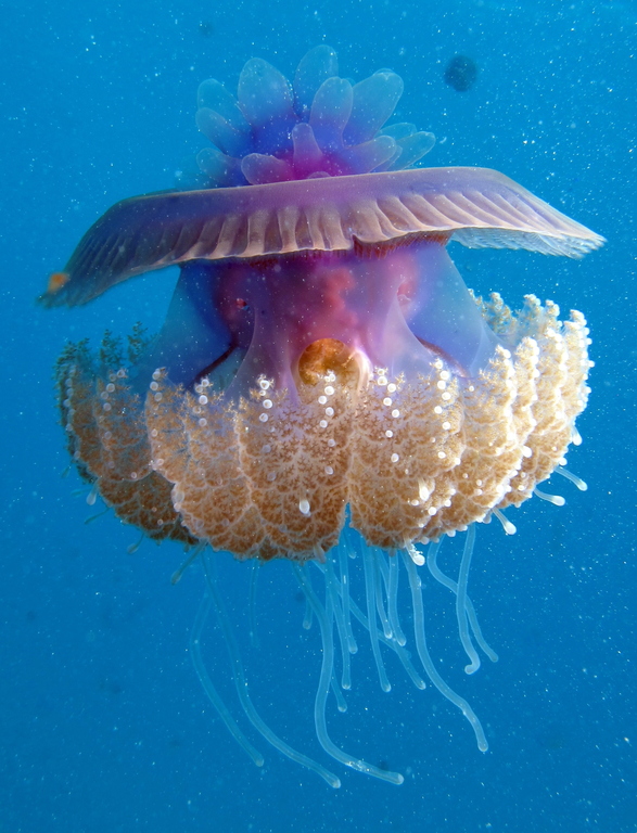 Cephea cephea (Cauliflour Jellyfish)