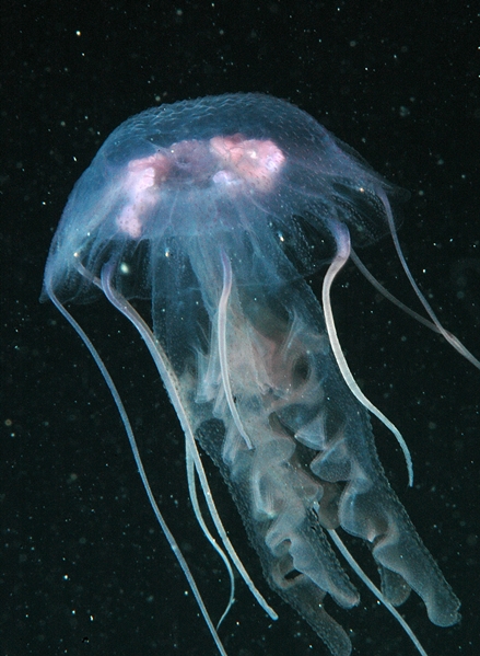 Wackelkarte: Quallen Flock of Jellyfish Schwarm Lentikular 