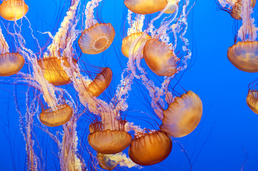 A swarm of Pacific sea nettles