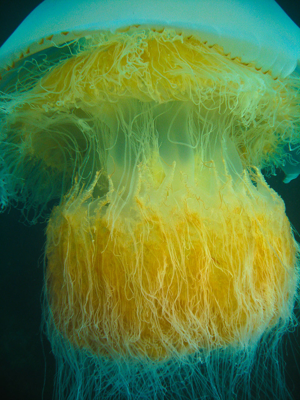 Nomura jellyfish