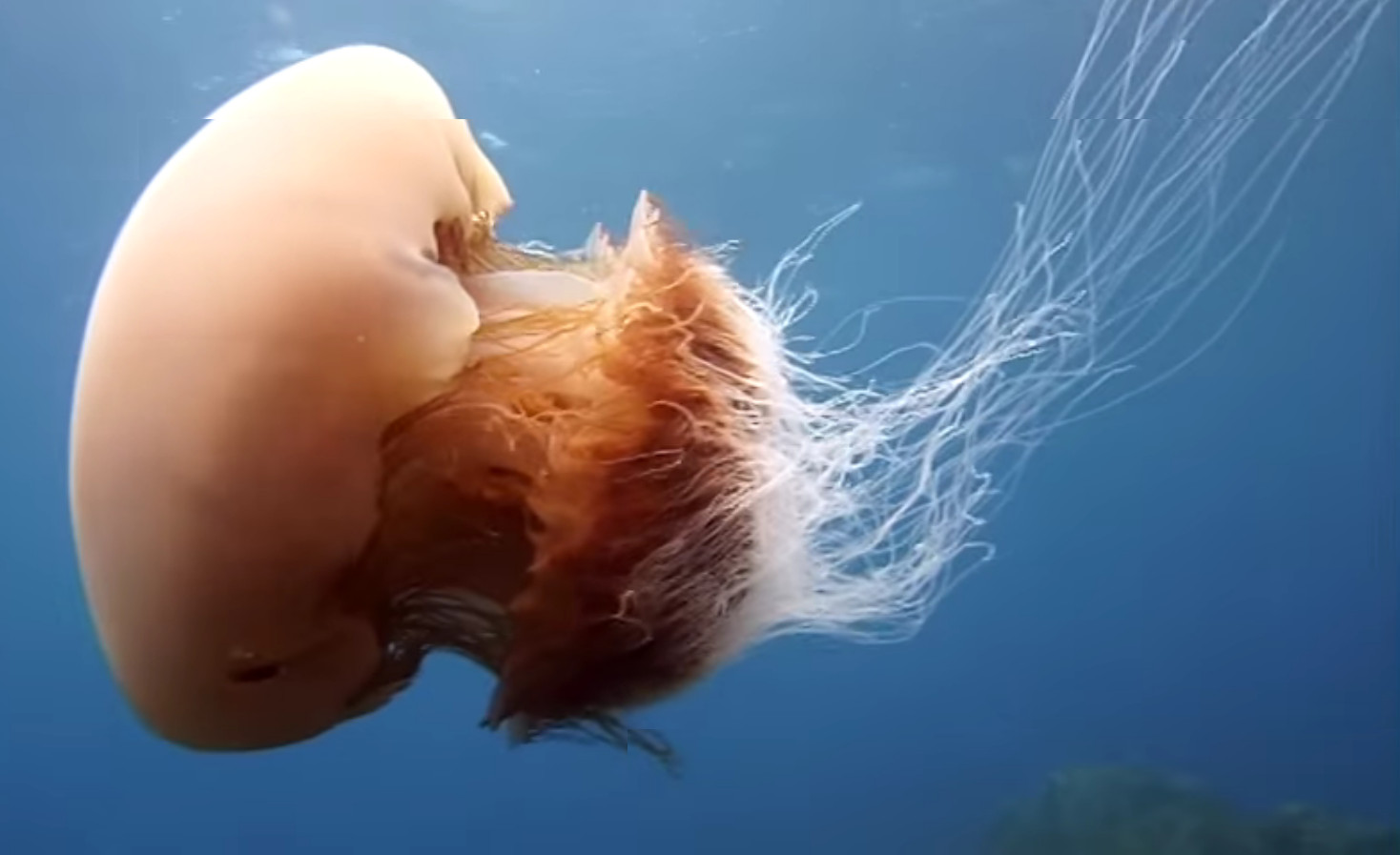 Echizen kurage - Nomura's jellyfish (Nemopilema nomurai)