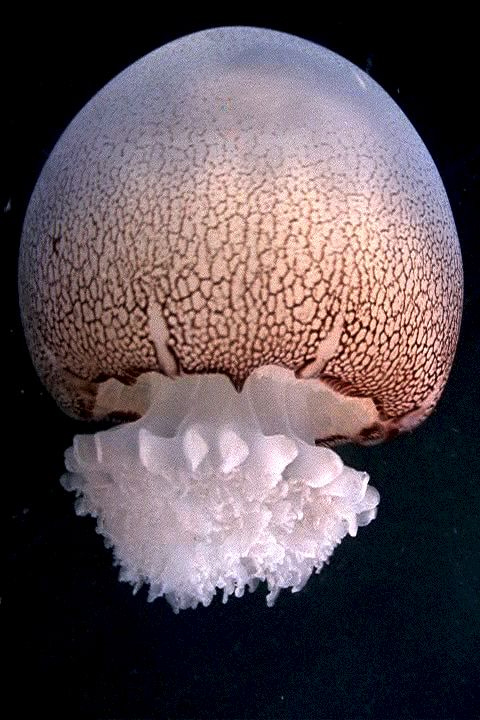 Cannonball jellyfish (Stomolophus meleagris)