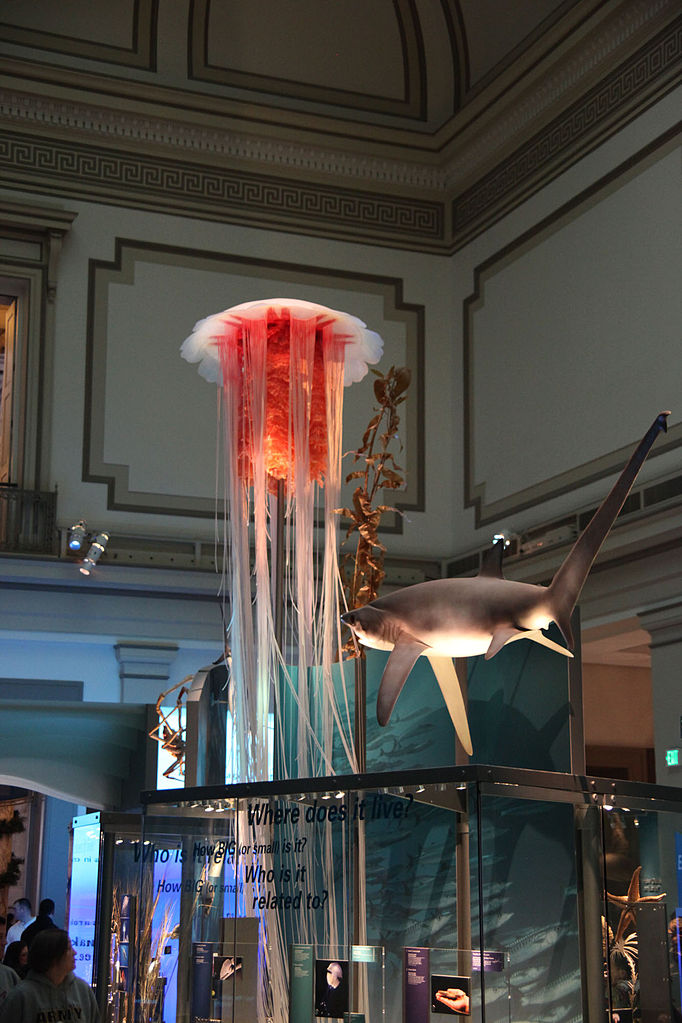Jellyfish and shark (Model)