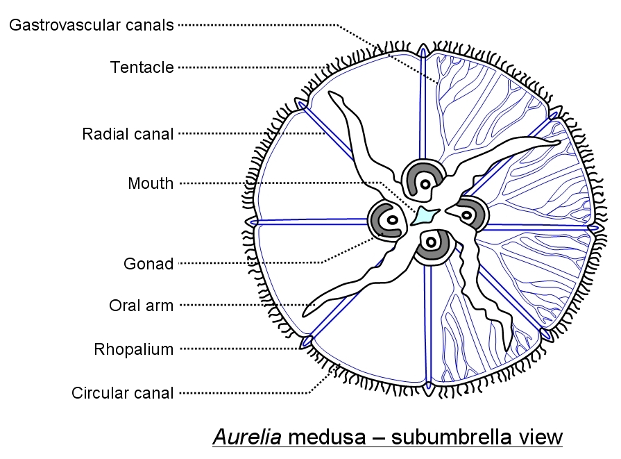 Subumbrella view of Aurelia, a scyphozoan jellyfish