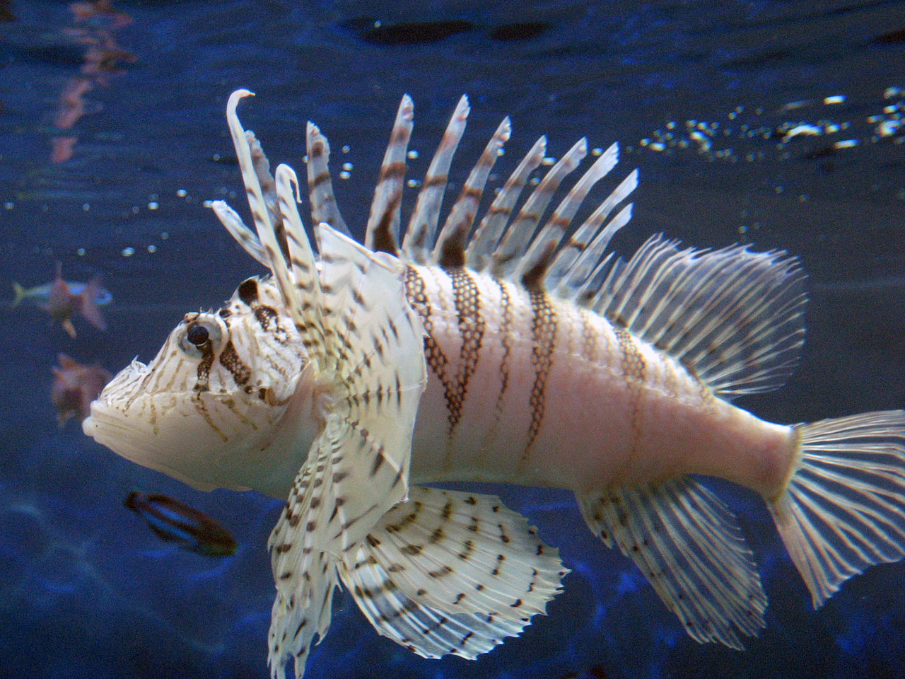 Lion Fish (Pterois lunulata)